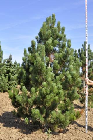 Pinus leucodermis 'Satellit'